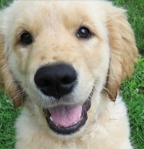 Meet your Posher, Steve